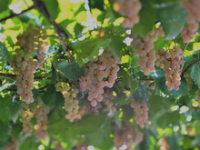 Yamanashi, Japan - September 16, 2023: Koshu, A Japanese Grape Variety, For White Wine On Pergola
