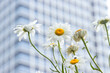 Close-up daisy flower with blurred modern building background