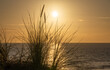 Serene Sunset,  Reed Silhouette on the Beach by the Ocean