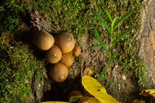 Forest Mushroom. Common Downy Mushroom - Lycoperdon Perlatum - Growing In Green Moss In Autumn Forest