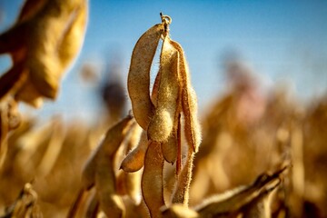 Sticker - Soybean against the sky