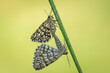 Prześliczny motyl na zielonej wiosennej łące