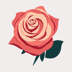 rose illustration