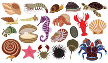 Vector Illustration Set Of Underwater Creatures. Hermit Crab, Lobster, Seashells, Snail, Coconut Crab, Sea Turtle, Sea Star, Cowry, Chiton, Nautilus, Horseshoe Crab