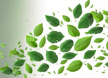 Flying Realistic Green Leaves Flowting Isolate On White Background. With Copy Space. AI Generated.