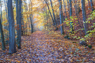 Sticker - Footpath in a beech forest at autumn