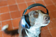 © Cristina - dog with noise-cancelling headphones, looking up with eyes closed, annoyed by excessive noise from firecrackers or loud noises