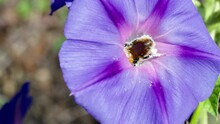 Close-up Shot Of A Bee Covered In Pollen Exiting A Purple Ipomoea (ipomoea Purpurea)