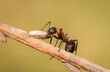 Piękna czerwona mrówka na wiosennej zielonej łące
