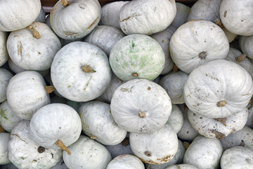 Wall Mural - Many white Japanese Hokkaido Kabocha squashes