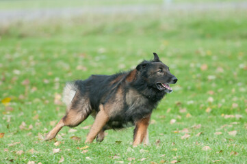 Wall Mural - Belgian Tervuren running across a field at the park