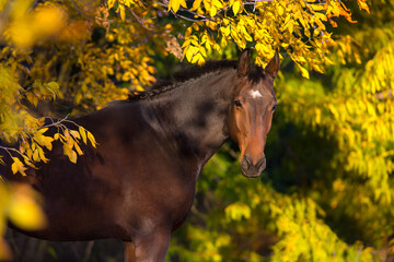 Wall Mural - Beautiful horse in fall park