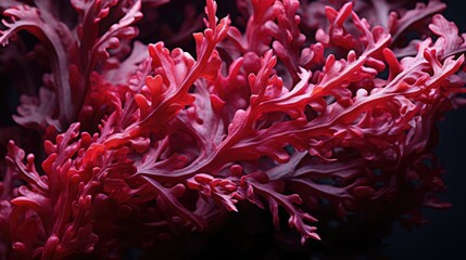 Wall Mural - Red algae rhodophyta. Abstract close-up, selective focus, and creative lighting