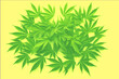 Trendy pattern with Hemp Leaves on yellow color
background. Medicine concept of medical
marijuana treatment with cannabis, hemp leaf.
Minimalism style. Concept of a legalization of
cannabinoid product