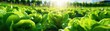 Field of Lettuce plantations. Growing, harvesting Lettuce. Healthy natural food and vegetable background concept