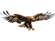 Golden Eagle Hunting, No Background