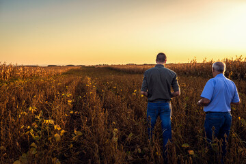 Wall Mural - Rear view of two farmers walking in a field examining soy crop.