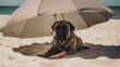Mastiff resting under a beach umbrella on a summer, Background, Illustrations, HD