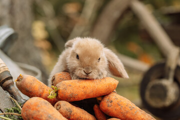 Wall Mural - Fluffy foxy rabbit with carrot on autumn background