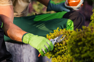 Wall Mural - Gardener Trimming Dead Branches Using Bypass Secateurs