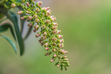 Wall Mural - Inflorescence of Escallonia pendula, a tree endemic to South America.