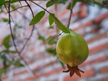 Young Pomegranates On The Tree