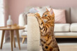 A Bengal cat plays with a plush mouse on a scratching post.