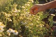© Jorge Ferreiro - picking chamomile in the field