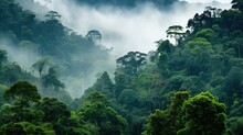 Nature Honduran Cloud Forest Illustration Tree Honduras, Landscape Plant, Wild Summer Nature Honduran Cloud Forest