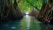 water mangrove forest coastal illustration plant landscape, sea ecology, wood tropical water mangrove forest coastal