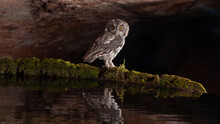 A Western Screech Owl Perched At The Mossy Edge Of The Water Looks Back Over It's Shoulder Towards The Camera. Part Of The Owl Is Reflected In The Rippled Water Below.