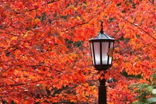 Autumn Colors On The Leaves And A Light Post; Portland, Oregon, United States Of America