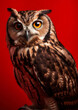 Animal portrait of a owl on a red background conceptual for frame