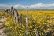 Wildflowers Surround Rustic Barb Wire Fence In The Plains Of Northwestern New Mexico; New Mexico, United States Of America
