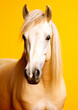Animal portrait of a white horse on a yellow background conceptual for frame