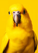 Animal portrait of a yellow bird on a yellow background conceptual for frame