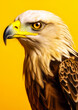 Animal portrait of a eagle on a yellow background conceptual for frame