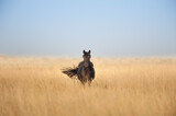 Fototapeta Konie - Wild horse on pasture