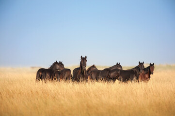 Wall Mural - Wild horses on pasture