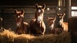 Purebred foals embodying rural serenity by the stable entrance
