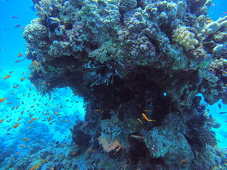 colorful corals and exotic fishes at the bottom of the red sea. beautiful natural summer background