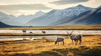chukotka siberian tundra arctic illustration north polar, region nature, snow scenery chukotka siber