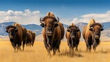 Fototapeta Natura - prairie grassland bison herd illustration american animal, park outdoors, landscape grass prairie grassland bison herd