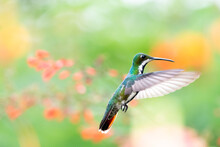 Black-throated Mango Hummingbird, Anthracothorax Nigricollis Flying In A Garden With Pastel Colored Background