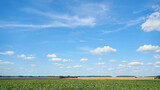 Fototapeta Natura - Rural landscape fluffy clouds over a green field on a summer day. Ecotourism in nature and places clean from human activity.
