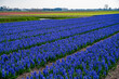Dutch spring, colorful hyacinths flowers in blossom on farm fields in april near Lisse, North Holland, the Netherlands