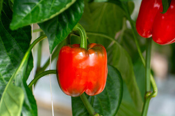 Wall Mural - Big ripe sweet bell peppers, paprika plants growing in glass greenhouse, bio farming in the Netherlands