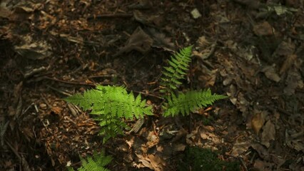 Wall Mural - Beautiful fern leaf texture in nature. Natural ferns blurred background. Fern leaves Close up. Fern plants in forest. Background nature concept. High quality FullHD footage