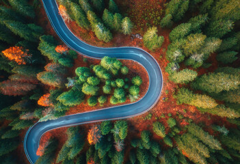Poster - Aerial view of snake road in colorful autumn forest at sunrise. Dolomites, Italy. Top view of winding road in woods. Beautiful landscape with highway, green pine trees, red leaves in fall. Nature