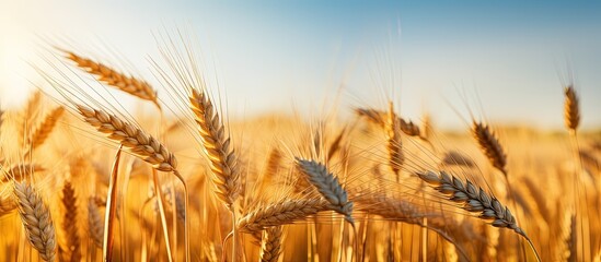 Wall Mural - Applying blur to wheat spike and heads in a Serbian wheat field on a sunny afternoon in Vojvodina during spring